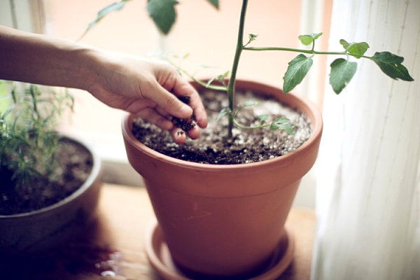 beautiful-indoor-plants-05