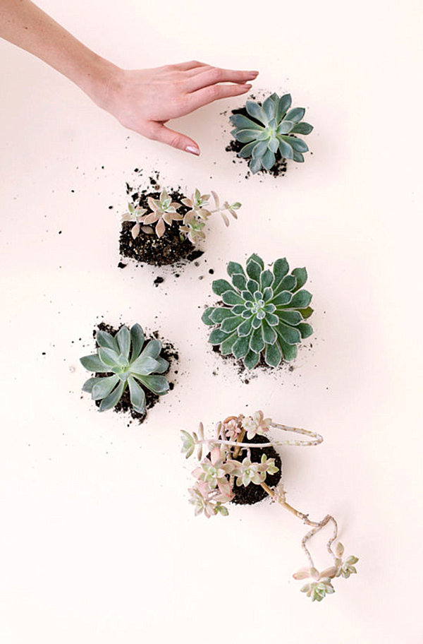 beautiful-indoor-plants-06