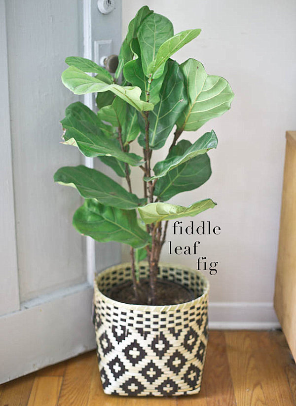 beautiful-indoor-plants-07