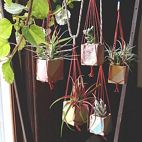 beautiful-indoor-plants-08