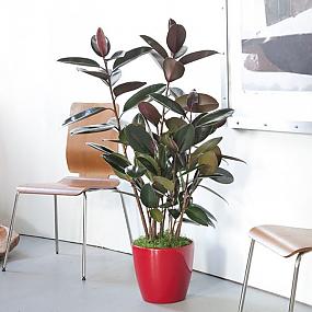 beautiful-indoor-plants-12