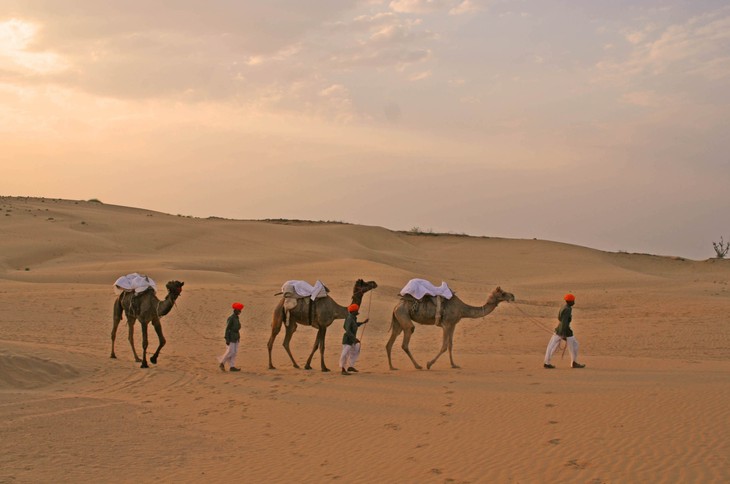 Прогулка на верблюдах в Camel Camp Safari Club в Индии