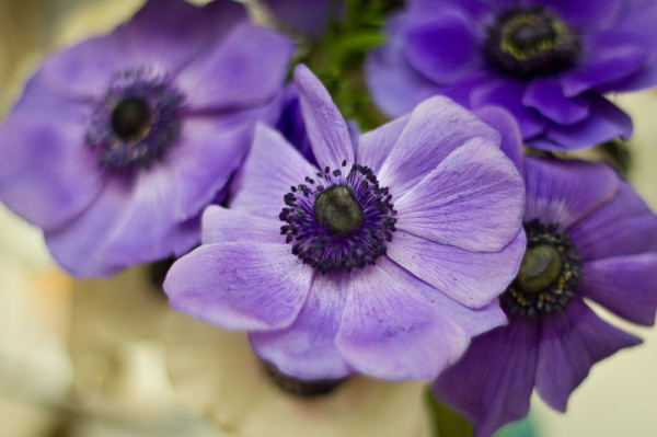 fresh-flower-gift-tags-21