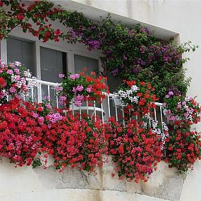 kak-ukrasit-balkon-tsvetami-06