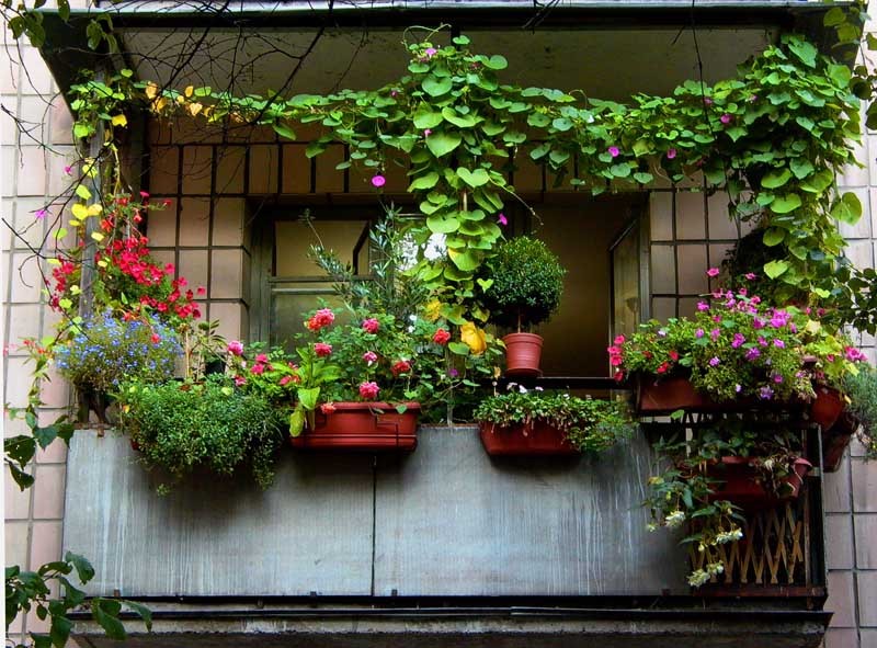 kak-ukrasit-balkon-tsvetami-12