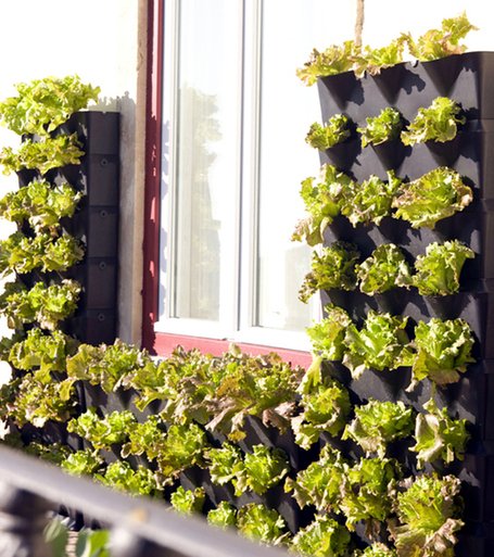 organicheskiy-sad-na-balkone-07