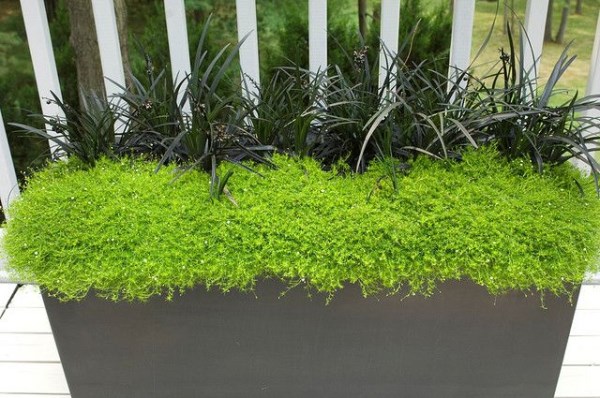 outdoor-plants-shaded-areas-02