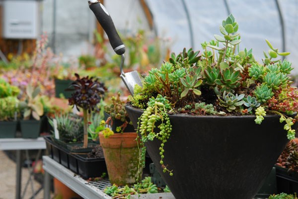 outdoor-plants-shaded-areas-06
