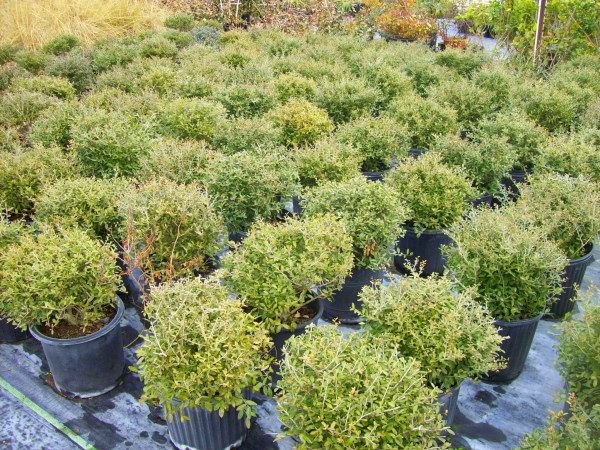 sun-tolerant-plants-07