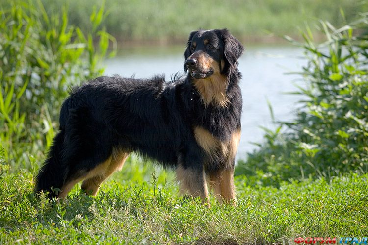 Порода ХОВАВАРТ: Баярд