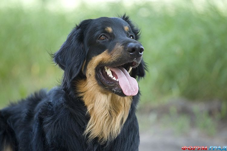 Порода ХОВАВАРТ: Баярд