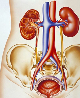 Пиелонефрит