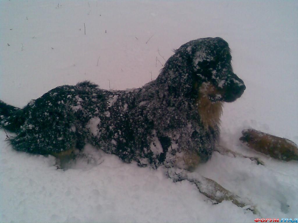 Порода ХОВАВАРТ: Баярд зимой