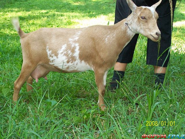 Карликовые козы