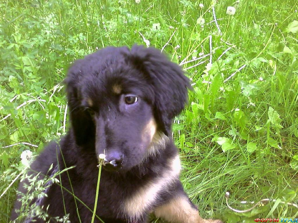 Порода ХОВАВАРТ: Баярд щенок