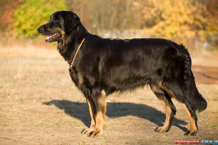 Порода ХОВАВАРТ: Оливия