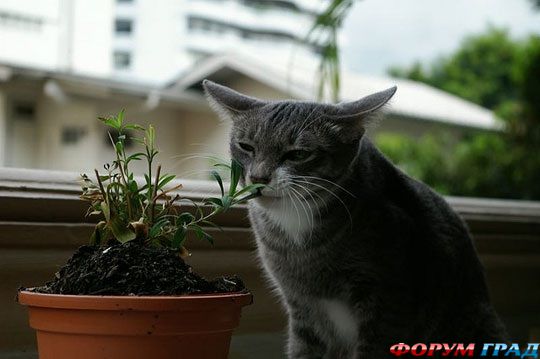 Кошки и растения