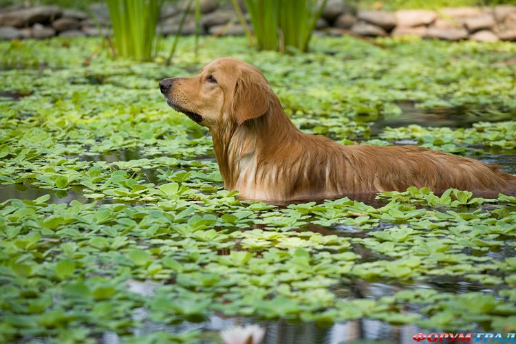Порода ХОВАВАРТ: Черокки