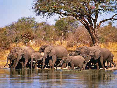 Африка водопой слонов