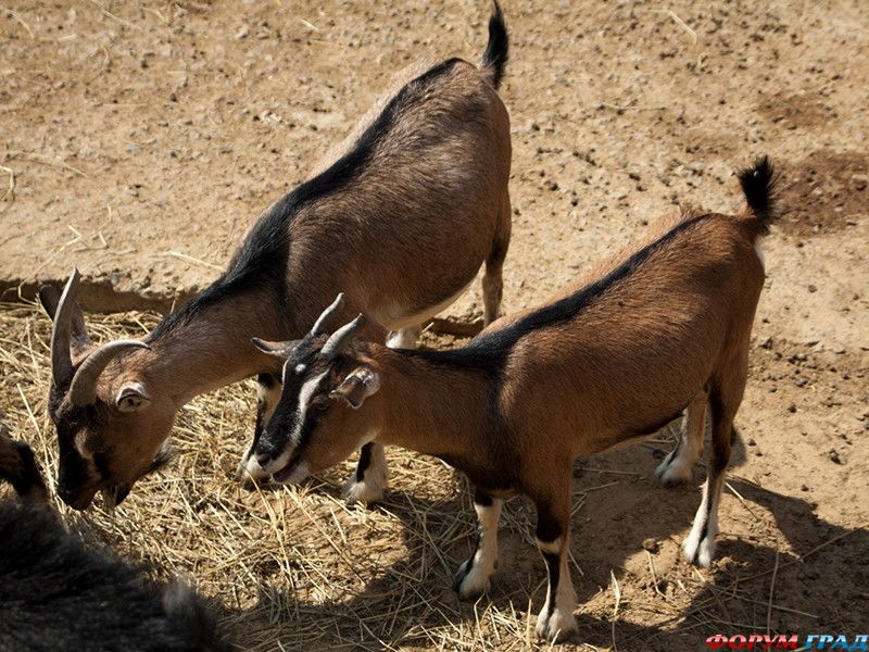 Карликовые козы