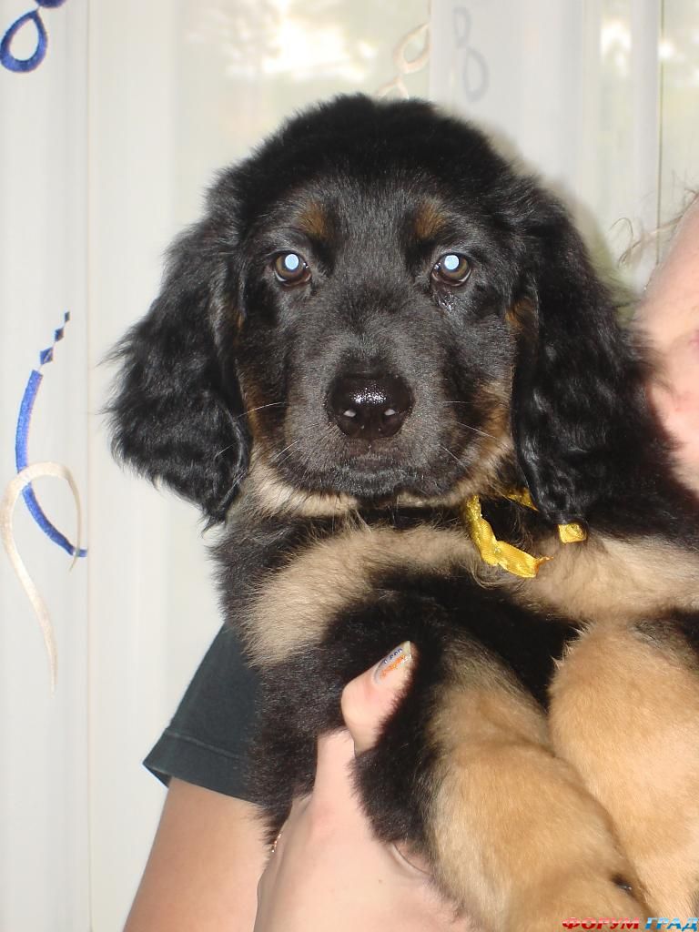 Порода ХОВАВАРТ: Баярд щенок