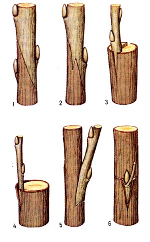Прививки плодовых деревьев