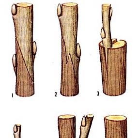 Прививки плодовых деревьев