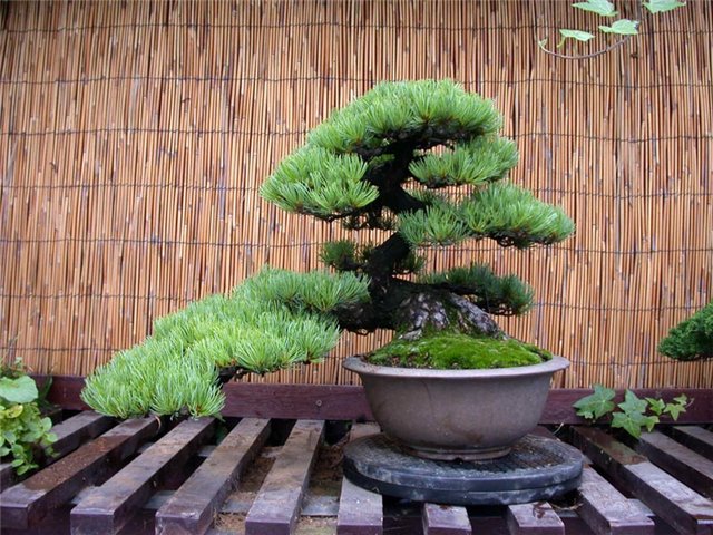 fashion-bonsai-08