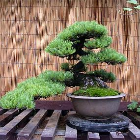 fashion-bonsai-08