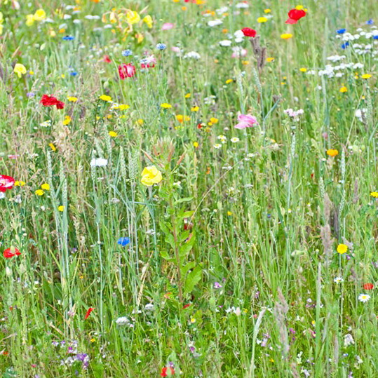 ideas-country-gardens-05