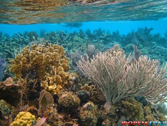 belize-barrier-reef-09