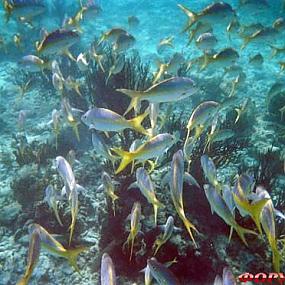 belize-barrier-reef-10