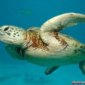 belize-barrier-reef-11