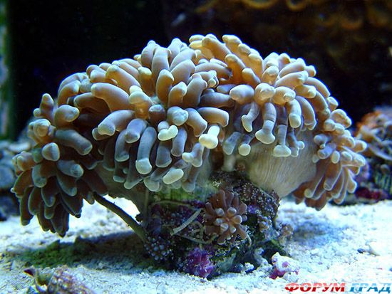 belize-barrier-reef-12