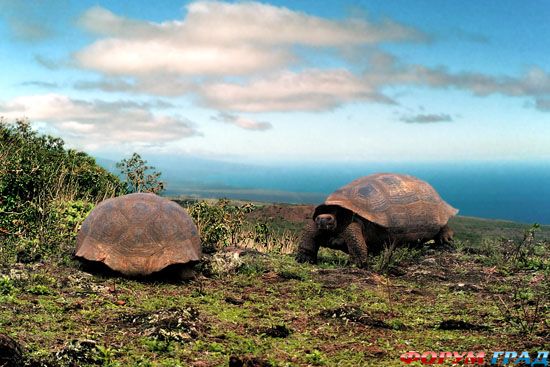 travel-galapagos-islands-03