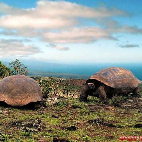 travel-galapagos-islands-03