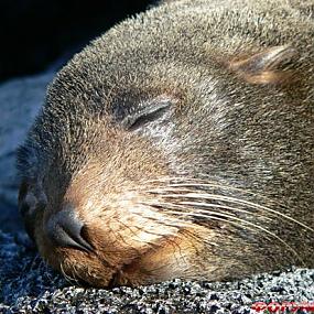 travel-galapagos-islands-10