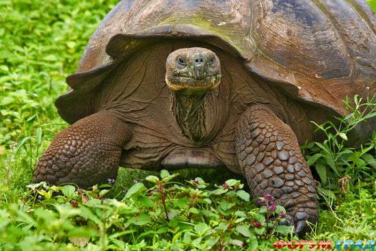 travel-galapagos-islands-14