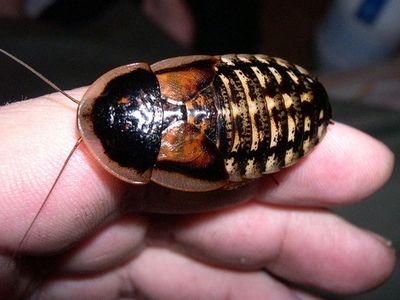 аргентинский таракан