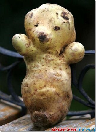 странные овощи на огороде