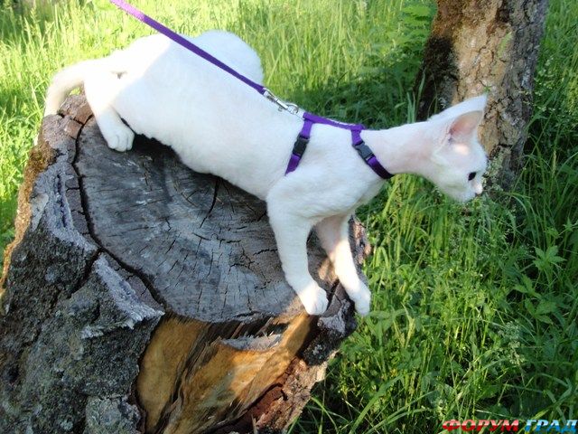 Наши питомцы