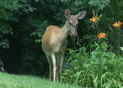 Охота в каварне