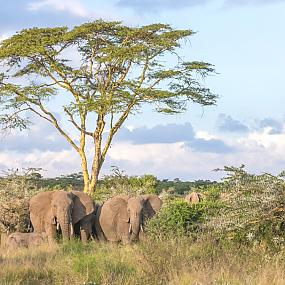 luxury-safari-lodge-kenya-01