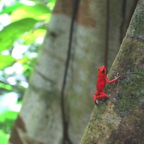 red-frog-beach-rainforest-resort-marina-bocas-12