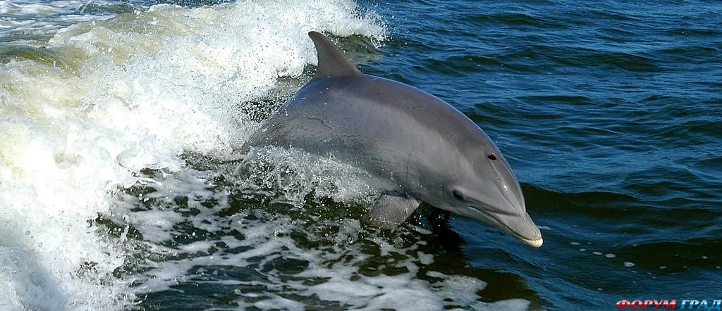 Дельфин возле отеля Xinalani Retreat
