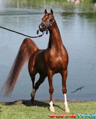 Арабская чистокровная лошадь