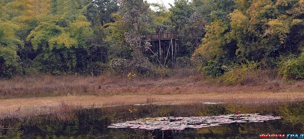 Отель Tree House Hideaway