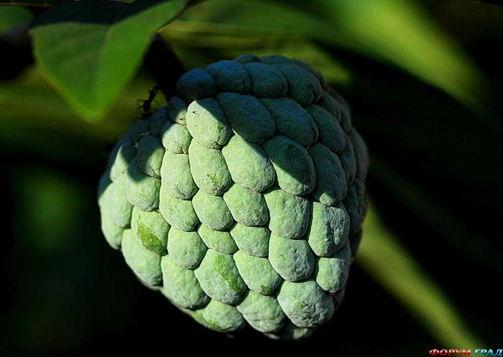 ягоды для здорового питания