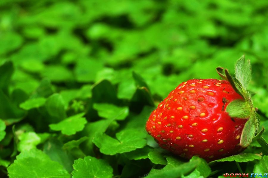 ягоды для здорового питания