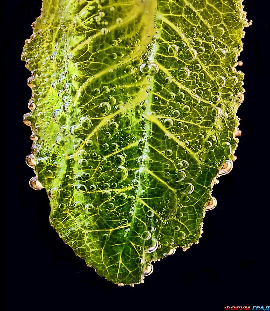 фото фрукты и овощи